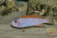 Labeotropheus trewavasae Rød
